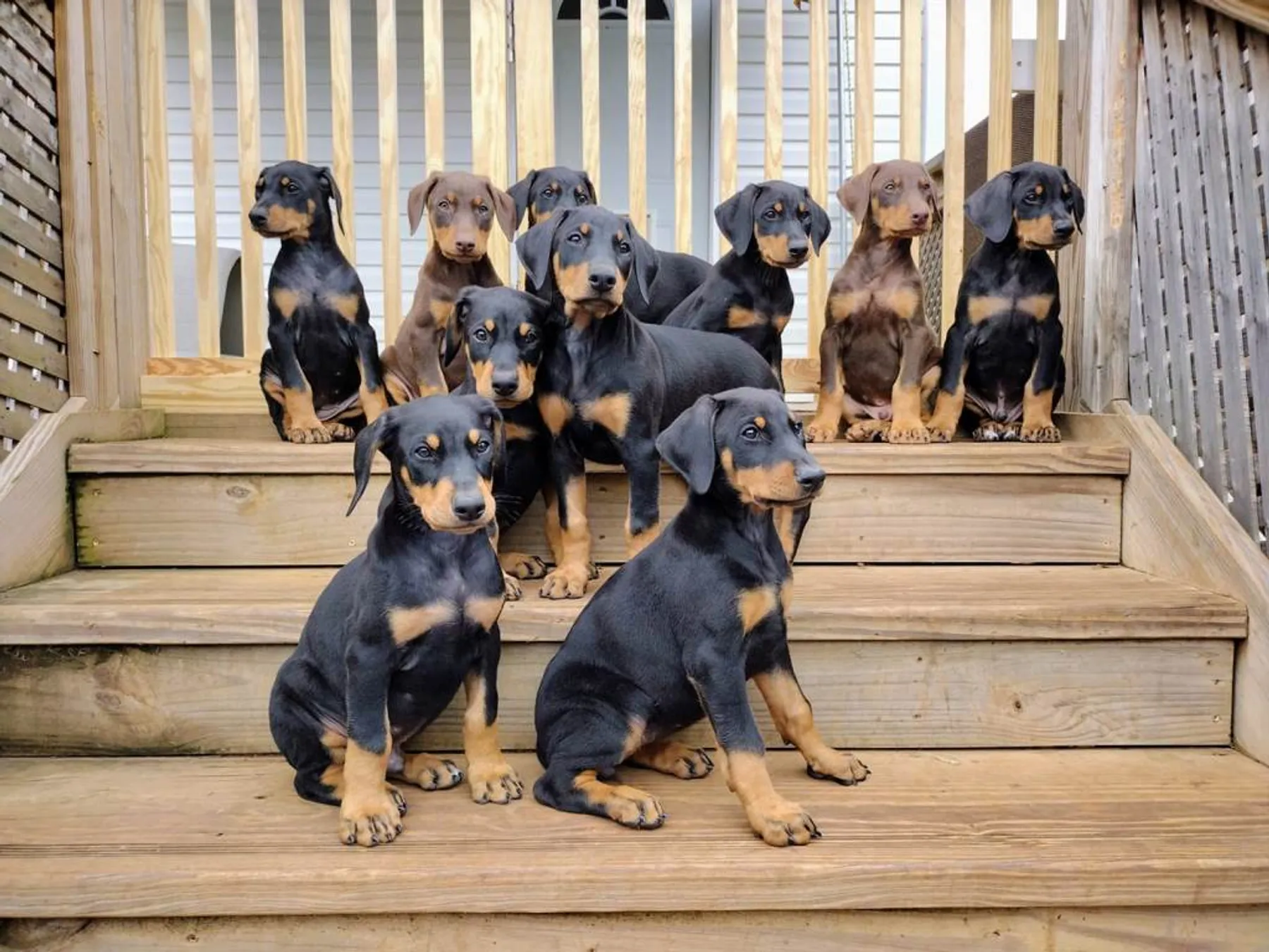 hilltopdobermanpuppies